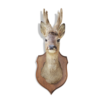 Ancien trophée de chasse