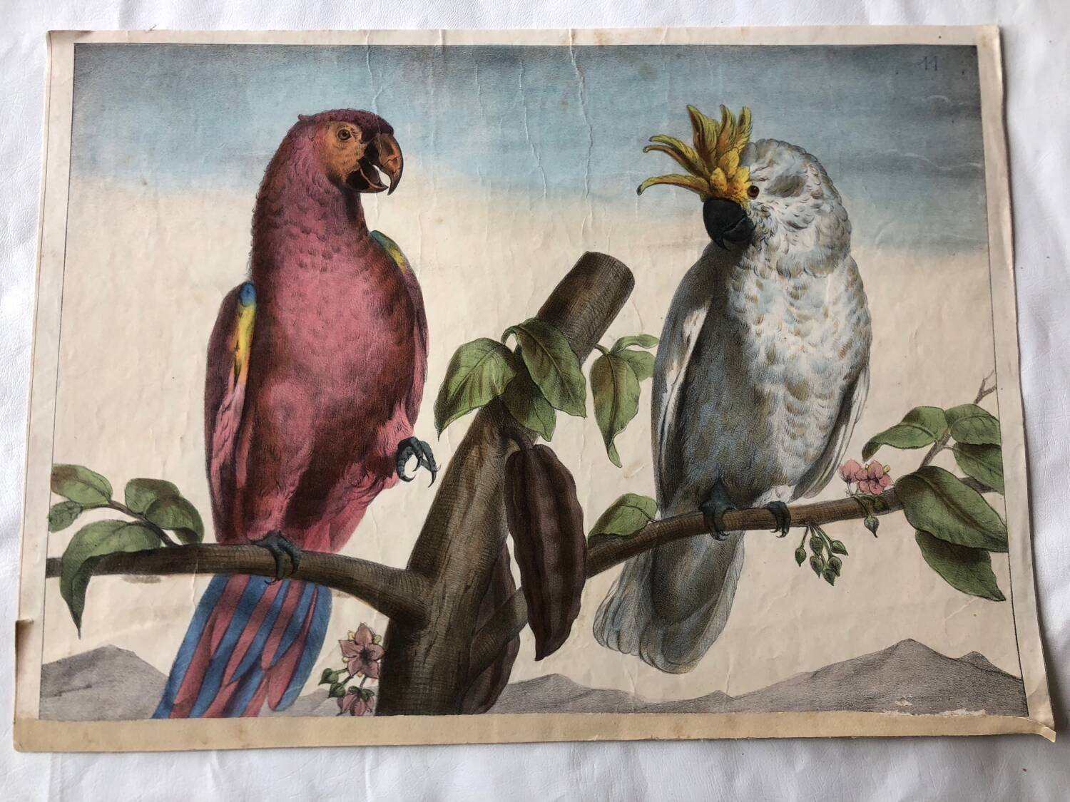 Zoological school poster representing a cockatoo and a macaw