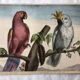 Zoological school poster representing a cockatoo and a macaw