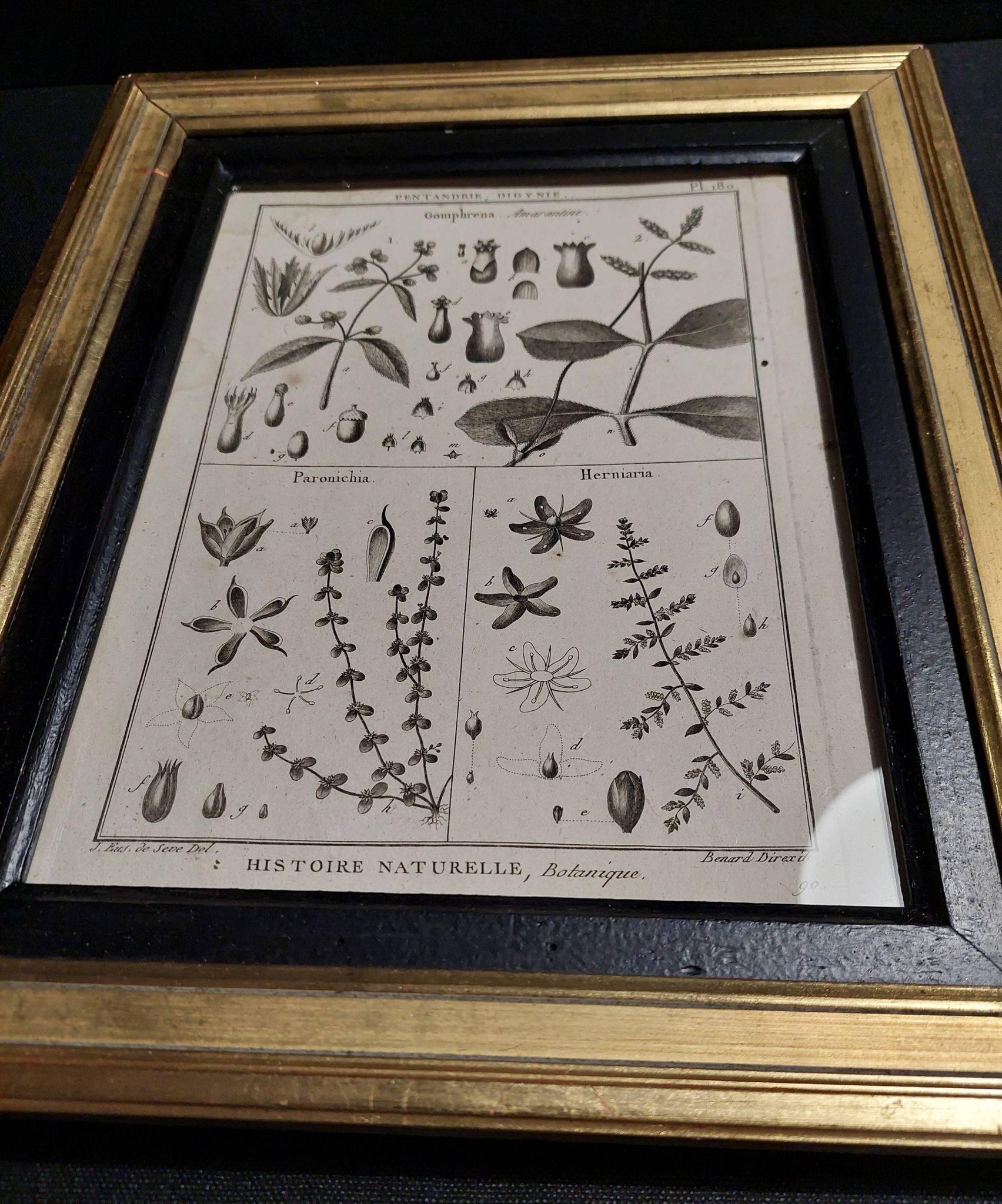 18th century natural history engraving framed pentandry Robert Bénard