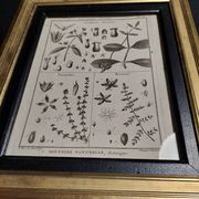 18th century natural history engraving framed pentandry Robert Bénard