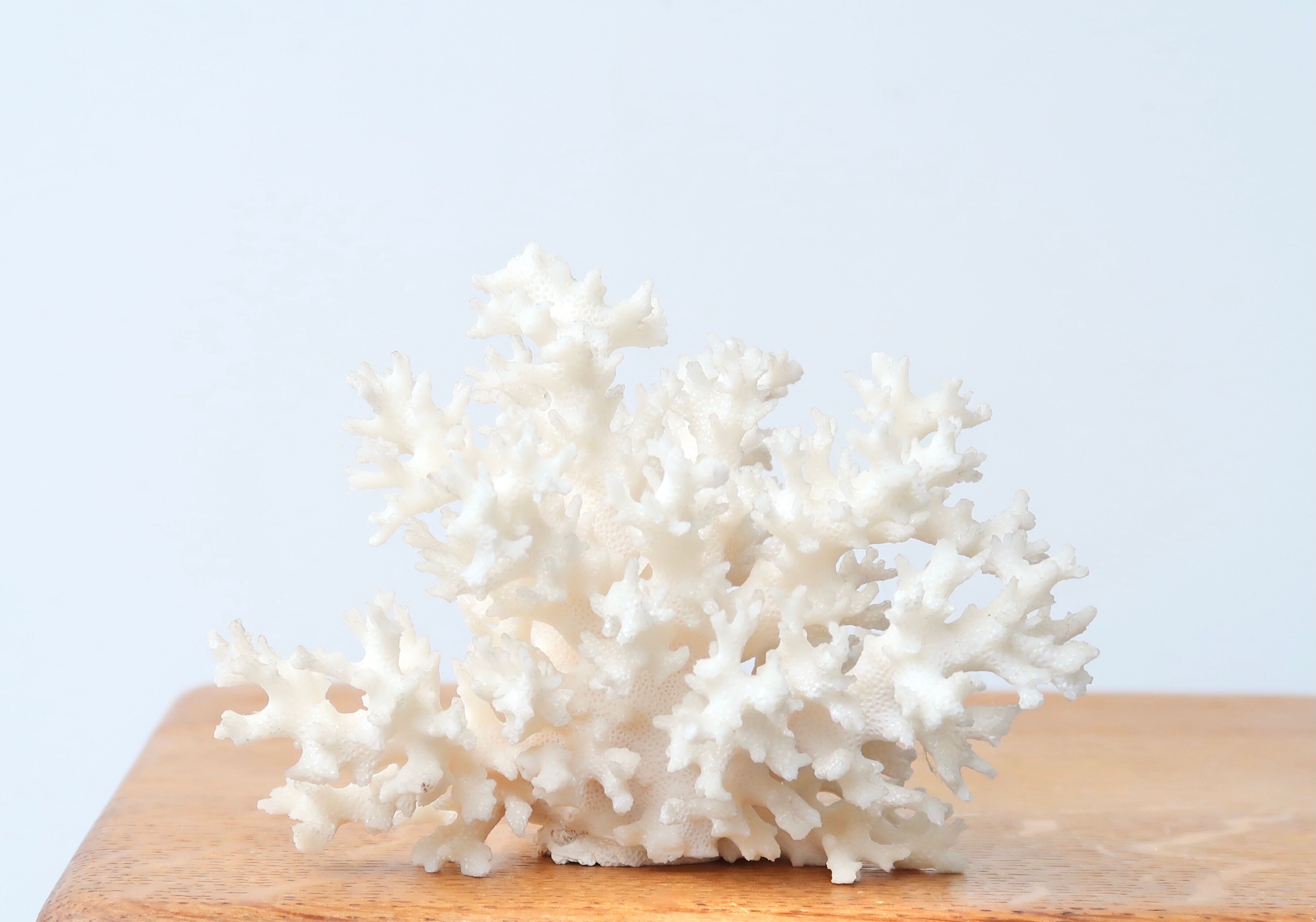 White coral branch, 70s