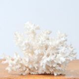 White coral branch, 70s