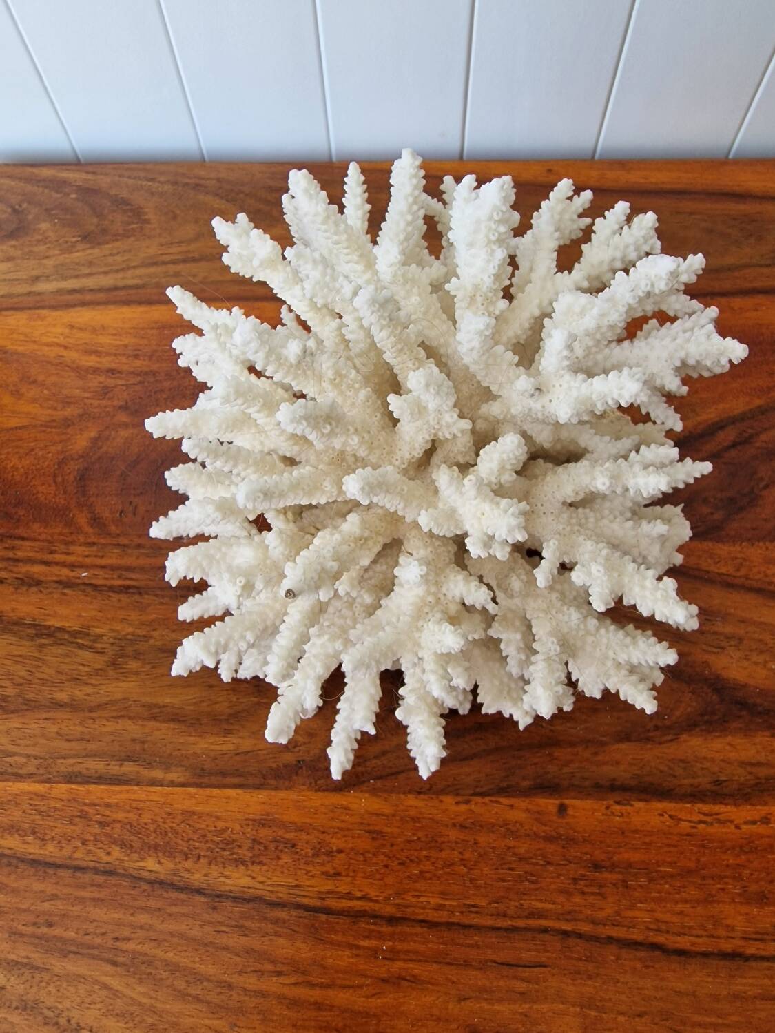 Large white coral