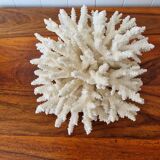 Large white coral