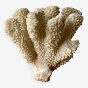 Corail blanc