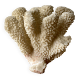 White coral