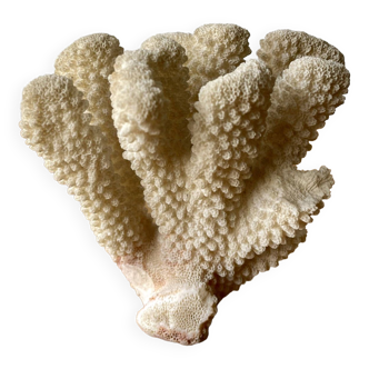 White coral