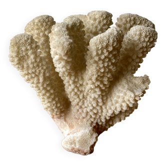 Corail blanc
