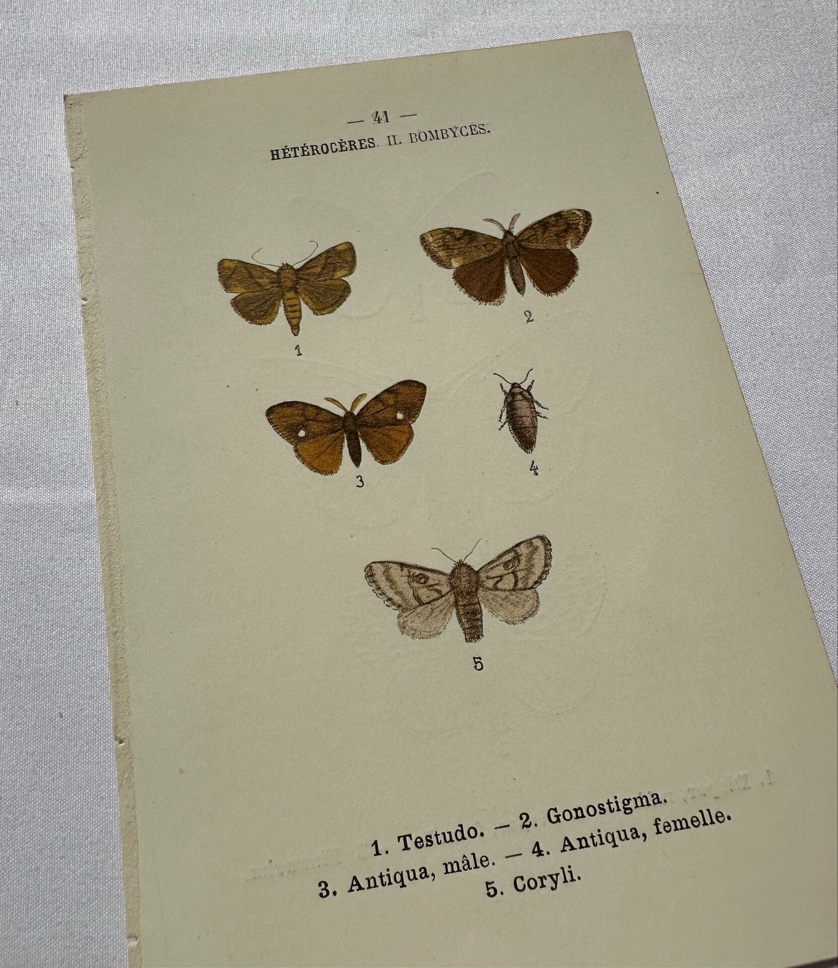 Botanical Plate 1800 Old Naturalist Engraving 19th Century Double-Sided