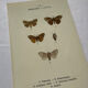 Botanical Plate 1800 Old Naturalist Engraving 19th Century Double-Sided