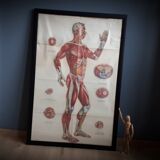 Anatomical poster