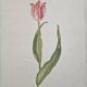 La Roche Laffitte (Born in 1943) - Watercolour drawing on silk - Tulip