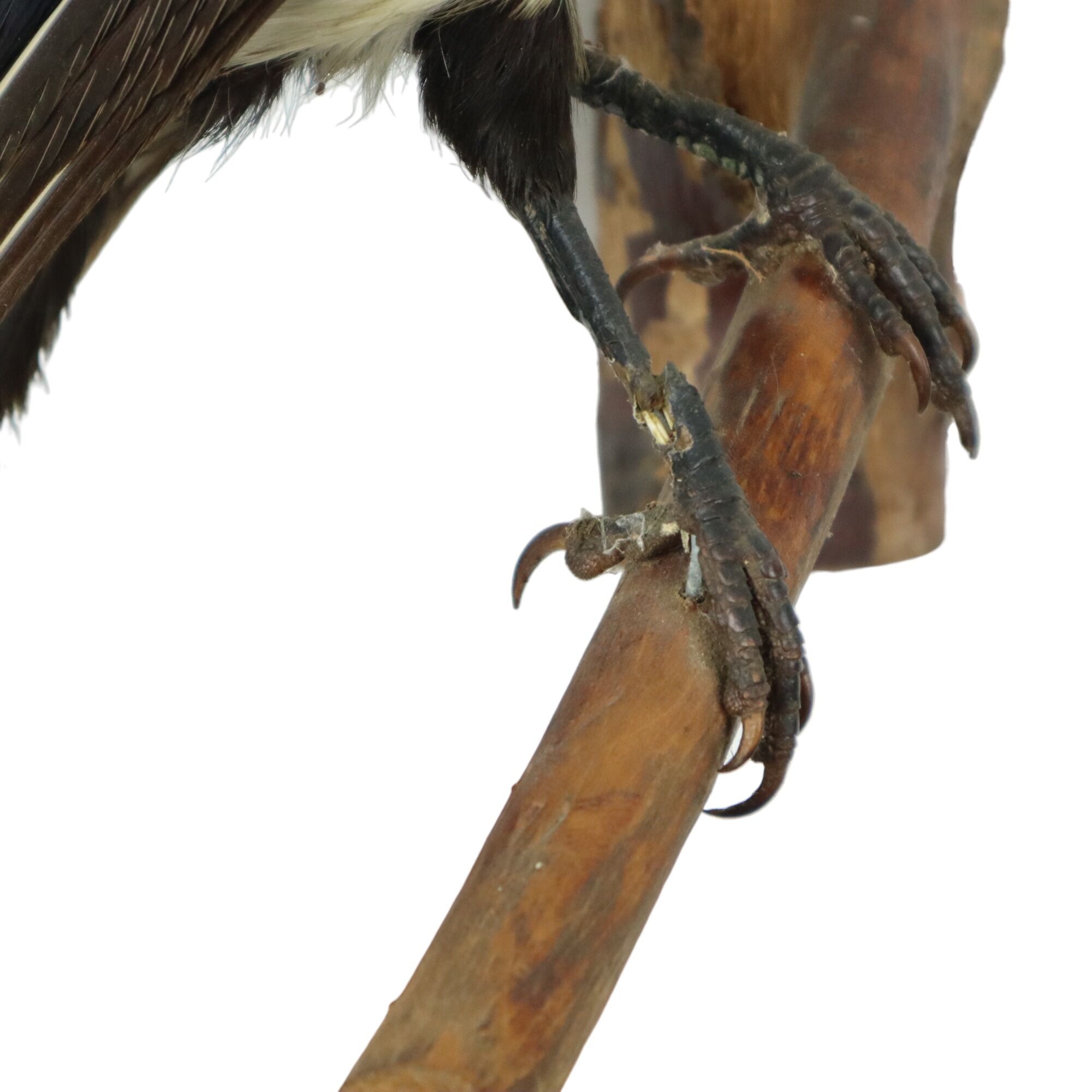Taxidermy old stuffed bird magpie on branch wall decoration 40cm