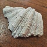 Empty pocket shell