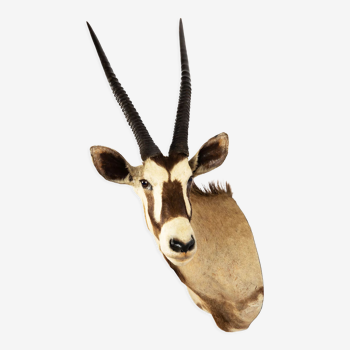 Antilope oryx, naturalisée