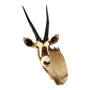 antilope oryx, naturalisée