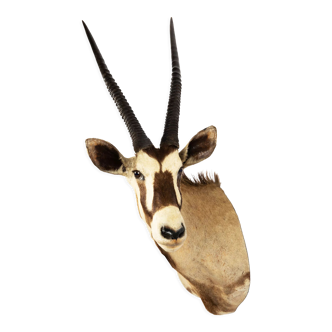 Antilope oryx, naturalisée