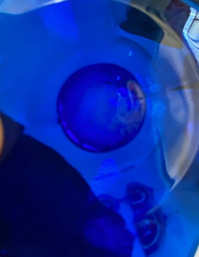 Sèvres Crystal Tulip Glasses