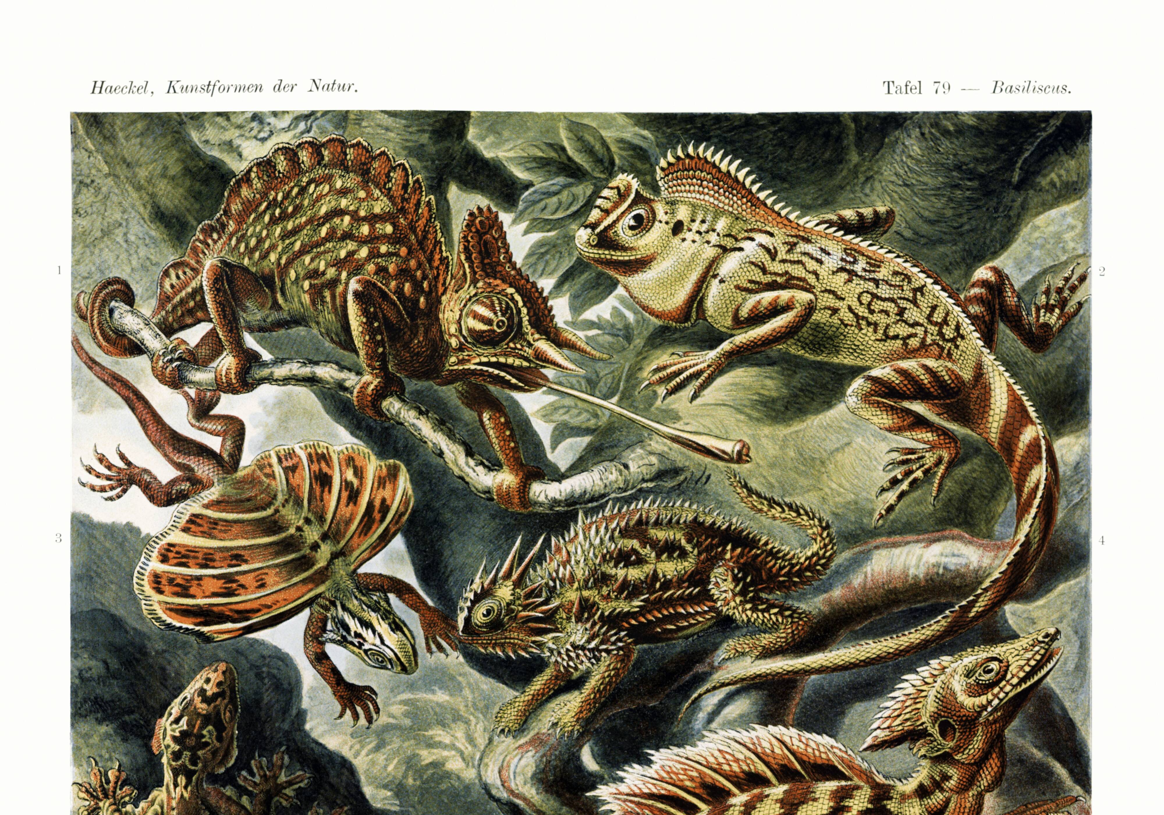 Poster about “exotic lizards”, based on an old lithograph
