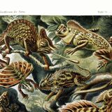 Poster about “exotic lizards”, based on an old lithograph