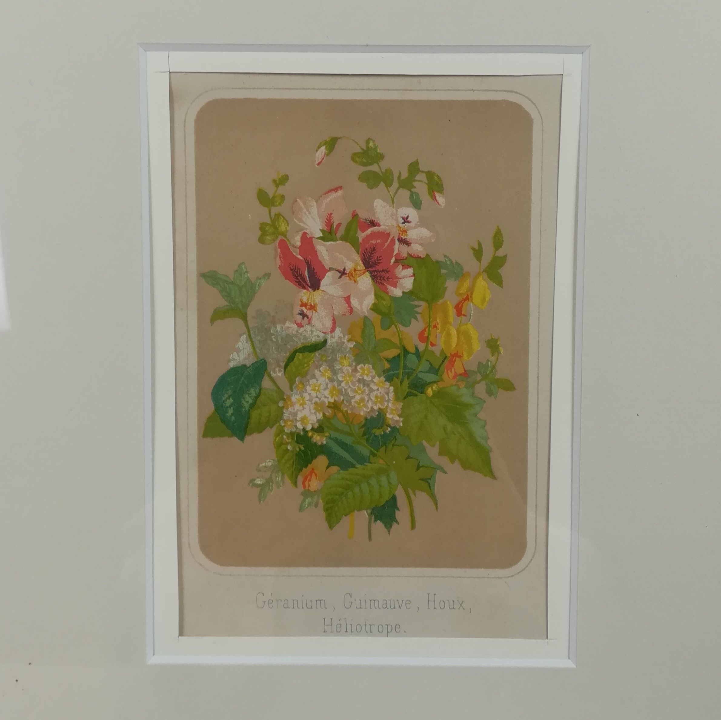 Framed botanical illustration - geranium &co