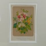 Framed botanical illustration - geranium &co