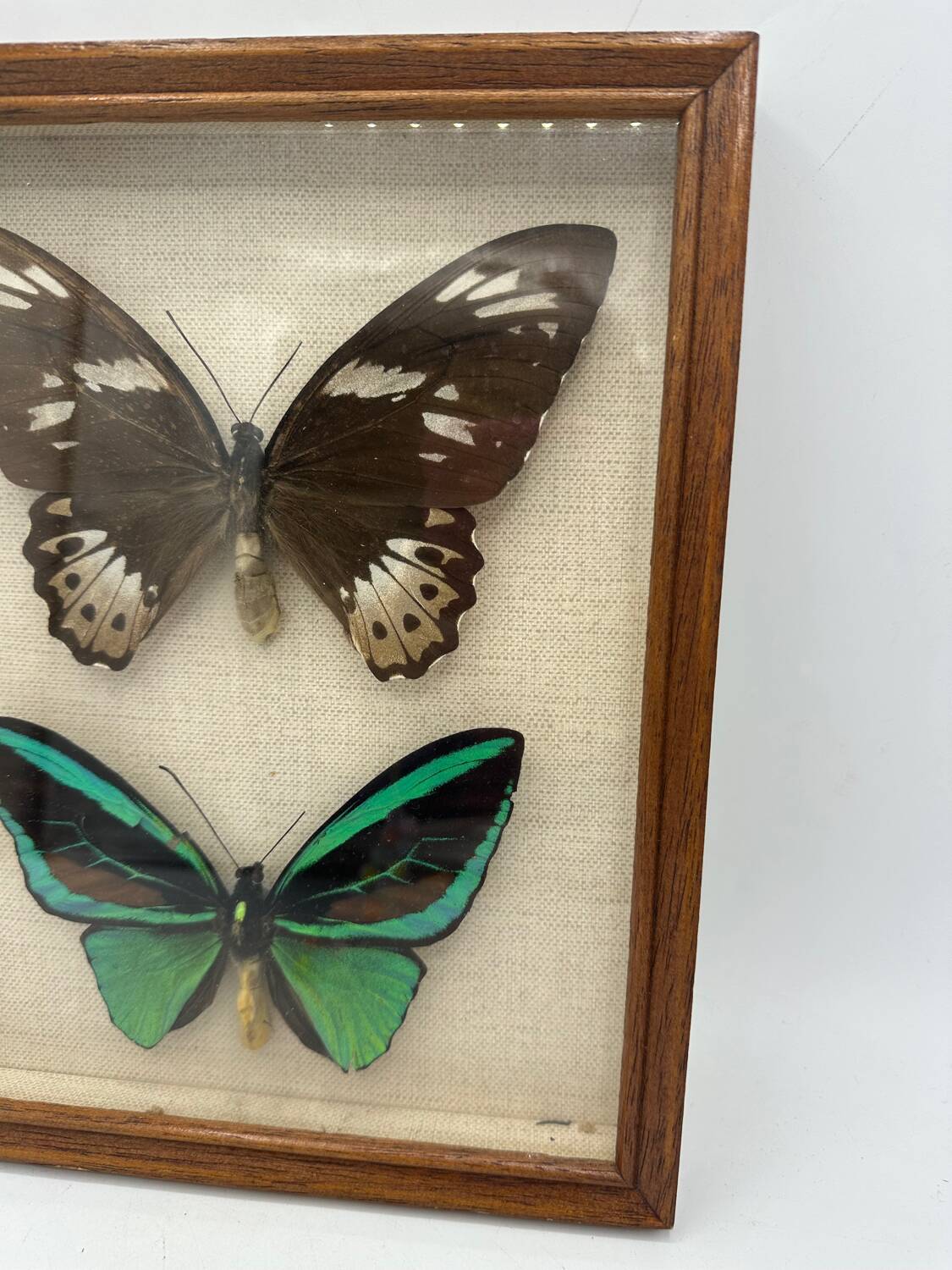 Vintage butterflies frame