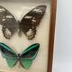 Vintage butterflies frame