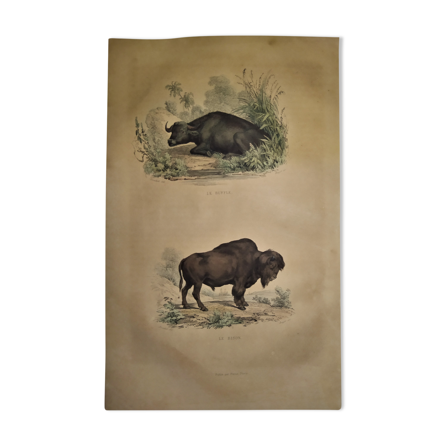 Planche zoologique originale de 1839 " Buffle, Bison"