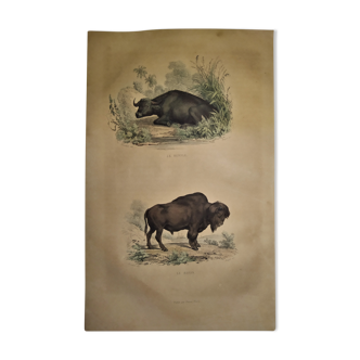 Original zoological plate of 1839 " Buffalo, Bison "