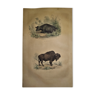 Planche zoologique originale de 1839 " Buffle, Bison"