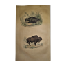 Planche zoologique originale de 1839 " Buffle, Bison"