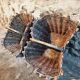 Pair of early 20th century French wicker grape harvest baskets – Rustic vineyard set
