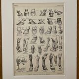 Lithograph on the anatomy of the horse (head, rump, hooves) - 1920