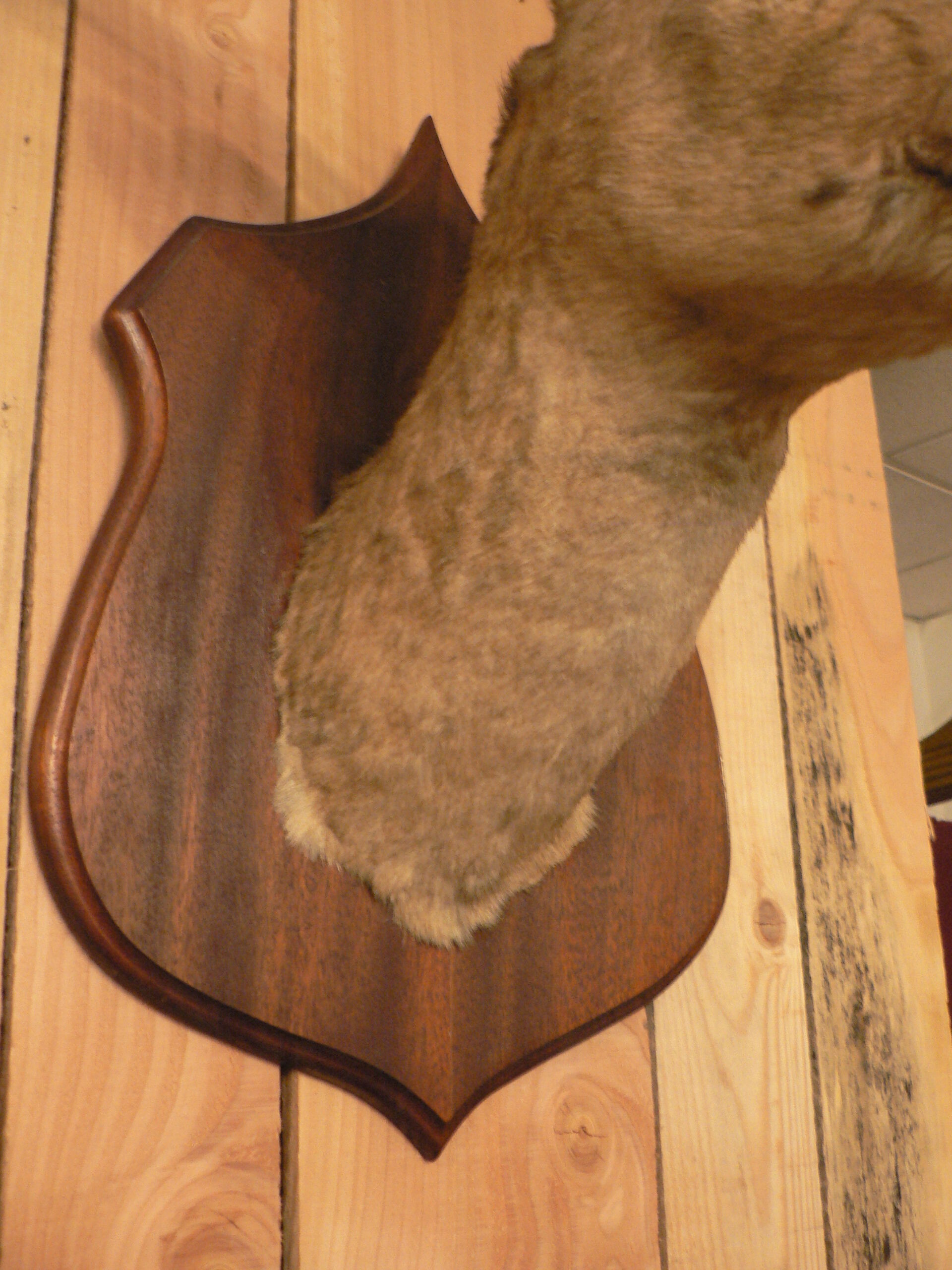 Naturalized deer hunting trophy head