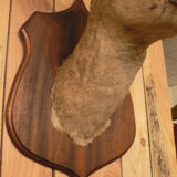 Naturalized deer hunting trophy head