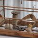 Old wooden bird cage