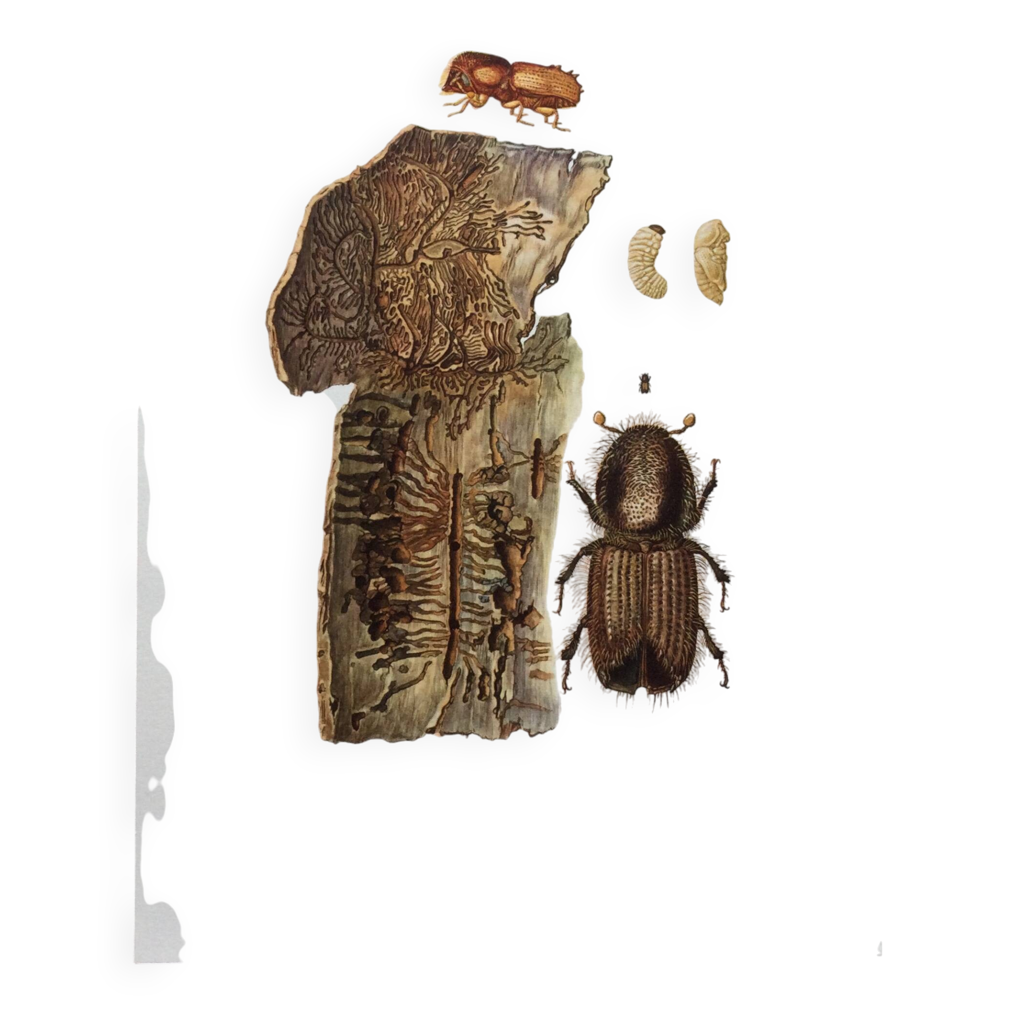 Vintage Insect Print, Old Illustration from the 60s