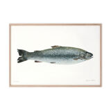 "Mia", trout, art print 20/30cm