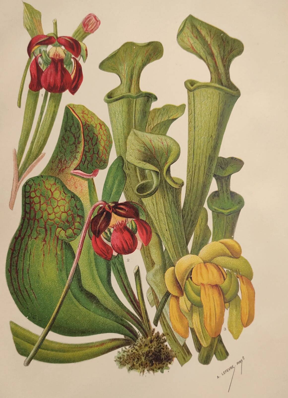Botanical engraving from 1897 - drawing of Sarracenia - original old flower plate by A.Lefevre