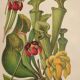 Botanical engraving from 1897 - drawing of Sarracenia - original old flower plate by A.Lefevre
