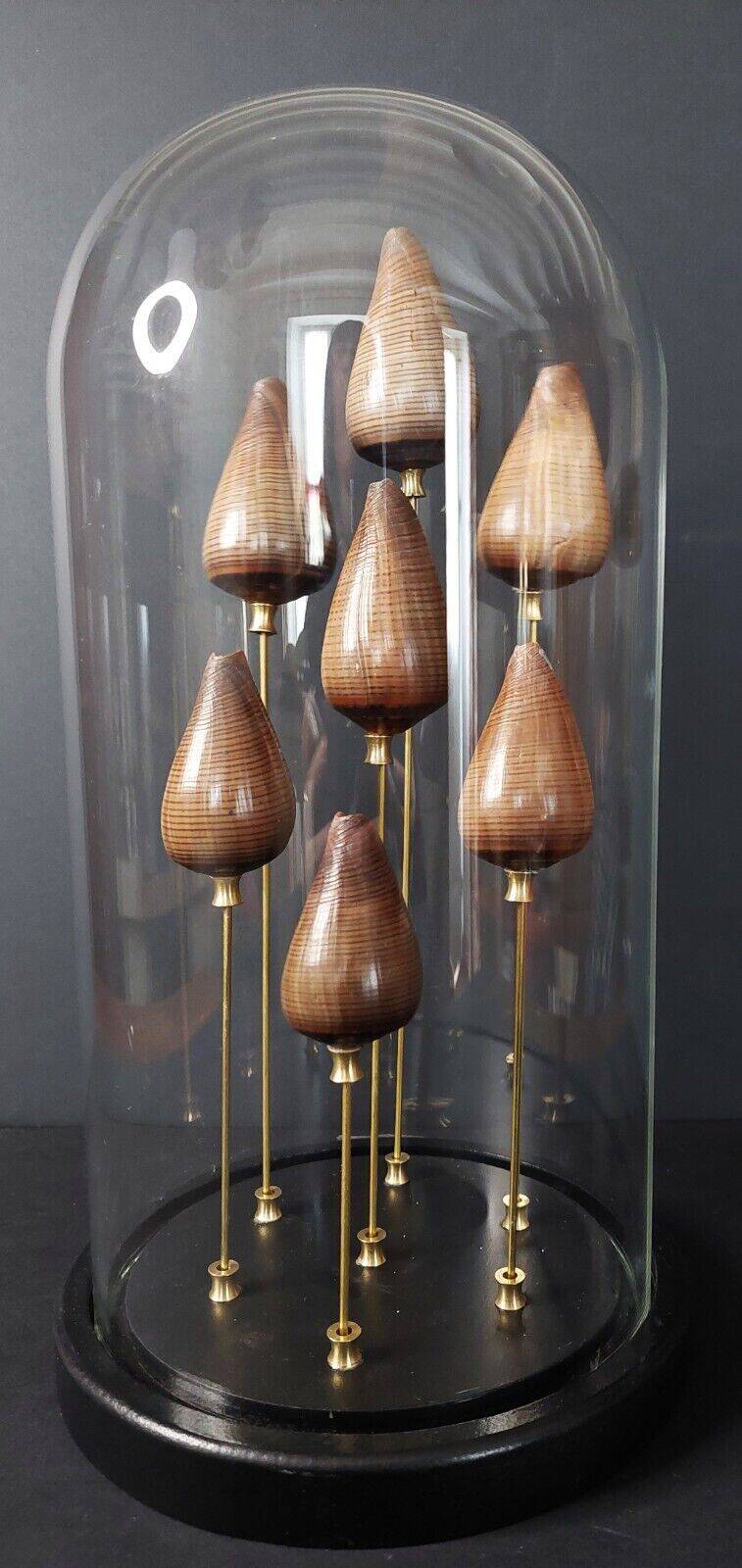 Cabinet de Curiosités globe aux coquillages conus figulinus