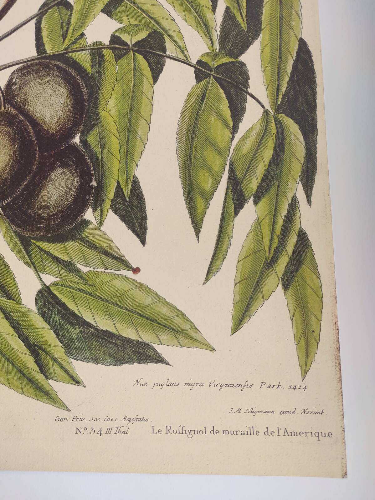 Gravure ancienne oiseau - Rossignol de muraille-  Planche zoologique de Seligmann & Catesby