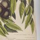 Gravure ancienne oiseau - Rossignol de muraille-  Planche zoologique de Seligmann & Catesby