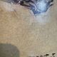 Old painting, horse scene, signed F Castellan, early 20th century