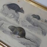 Ancienne gravure animalière encadrée rat souris