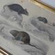 Old animal engraving framed rat mouse