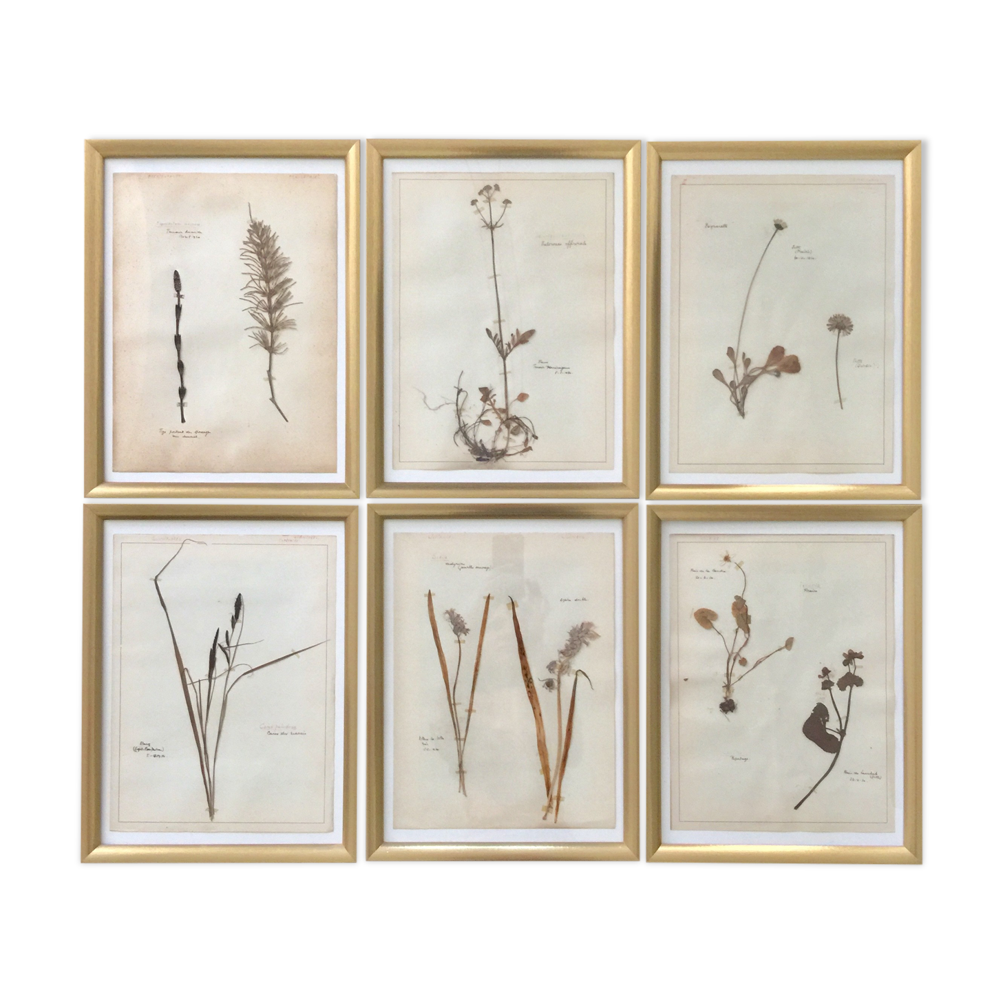 6 planches herbier datant de 1950 Provenance Belgique