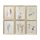 6 planches herbier datant de 1950 Provenance Belgique